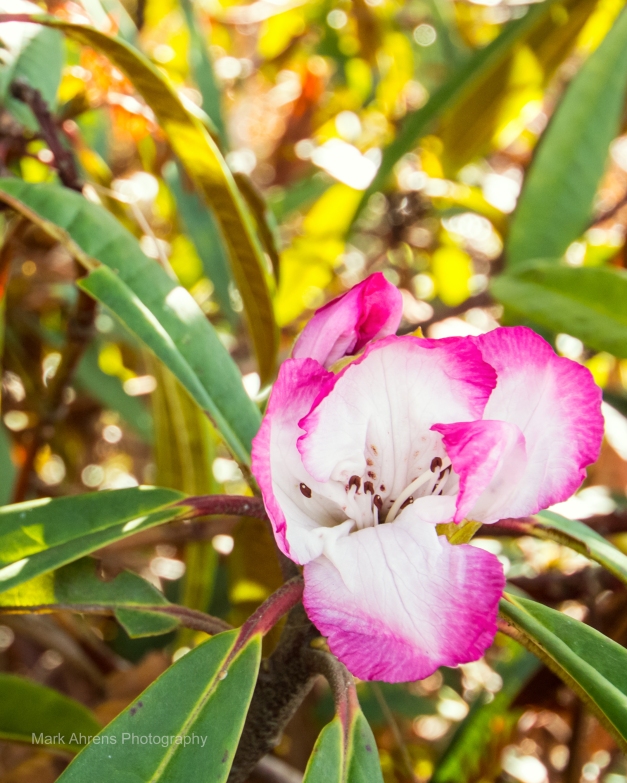 Earliest Rhododendron